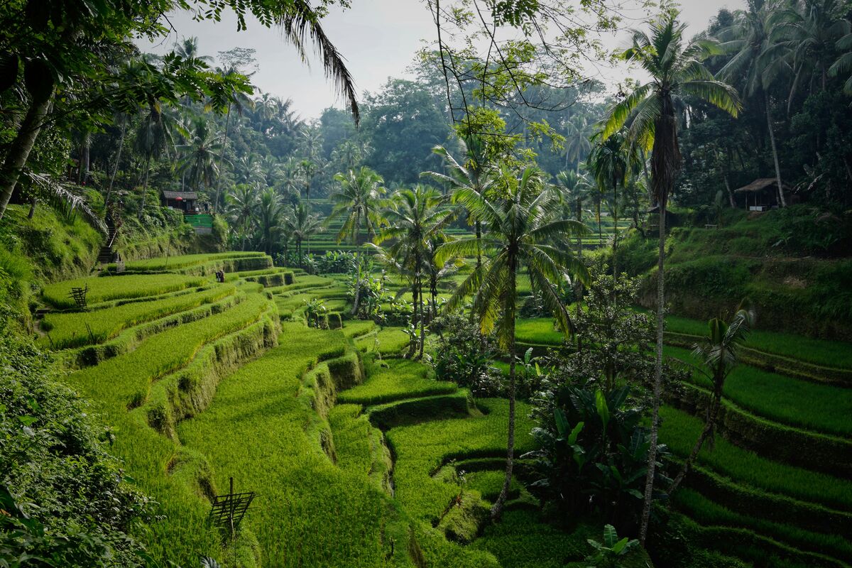 Piscina infinita con vistas a la selva de Bali